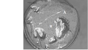 圖11-140 斷面宏觀形貌 圖11-140 斷面宏觀形貌